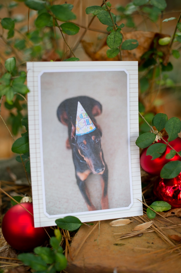 Dog on Christmas Card