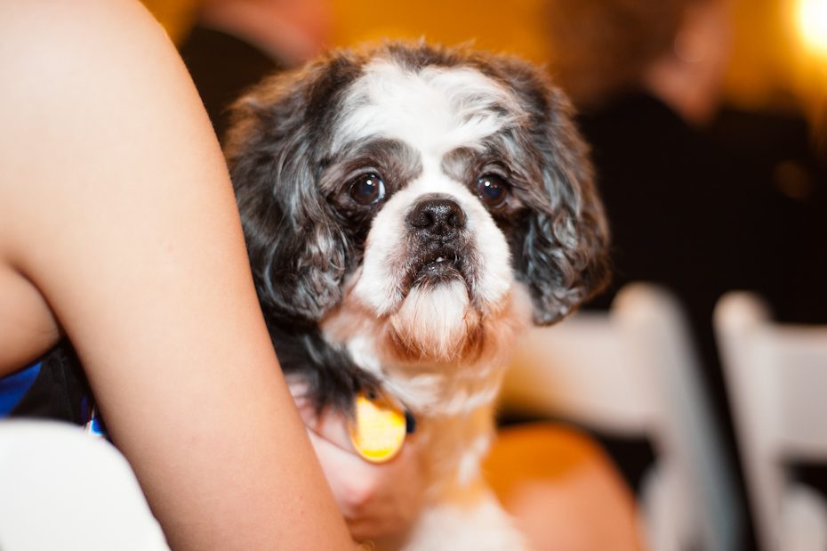 Dog at wedding ceremony