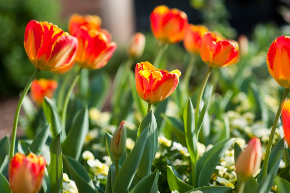 Dunwoody Country Club Tulips