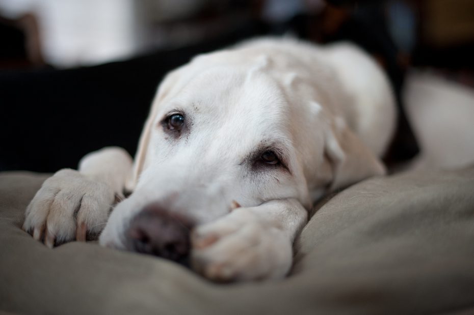 Atlanta Dog Photographer