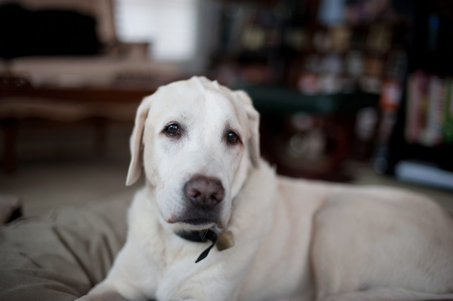 atlanta dog photographer
