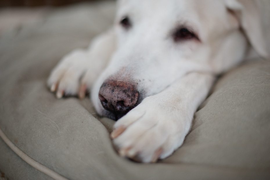 Atlanta Dog Photographer