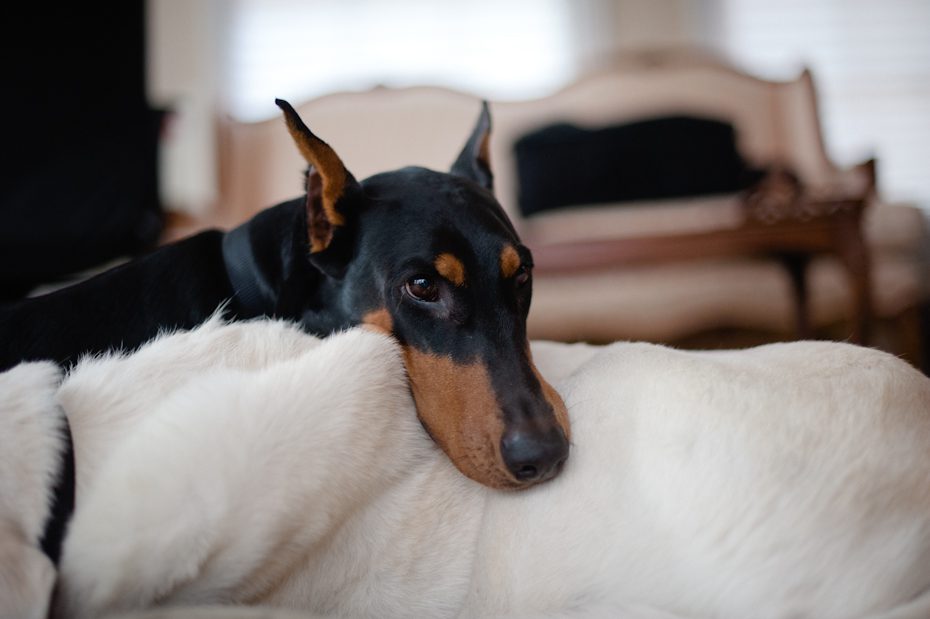 House of Hoytt Doberman