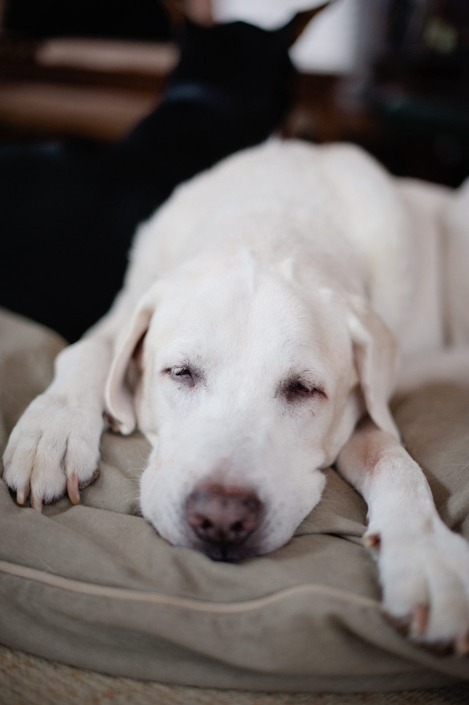 atlanta dog photographer