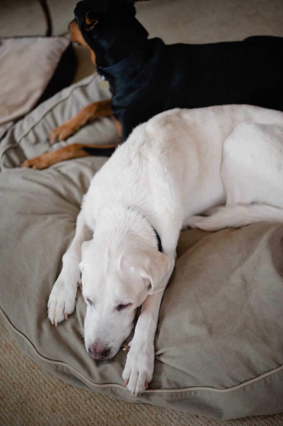 Two dogs