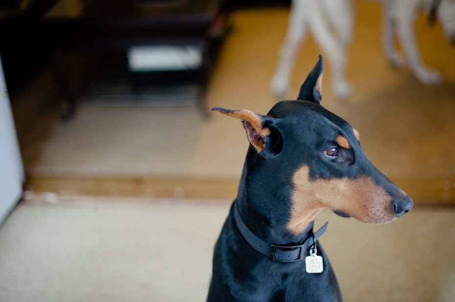 House of Hoytt Doberman