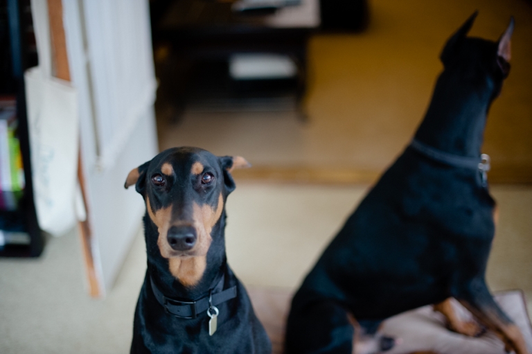 Black and Tan Doberman with cropped ears