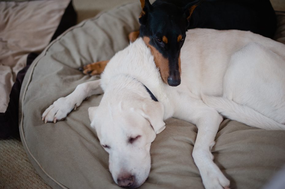 atlanta dog photographer