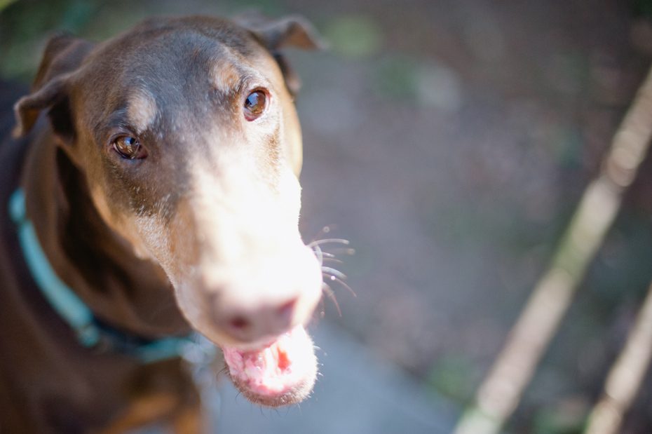 Atlanta Doberman Rescue