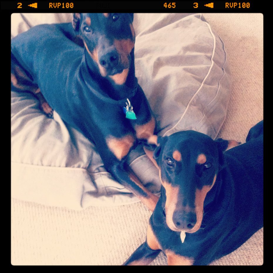 Instagram Picture Cute Dog Picture