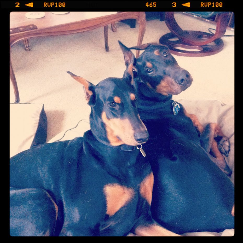 Dobermans Cute Dog Picture