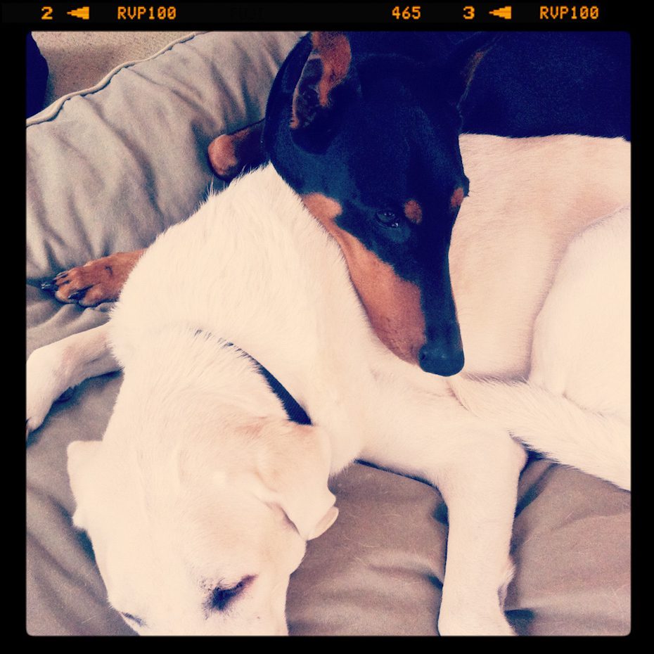 Instagram Picture Cute Dog Picture