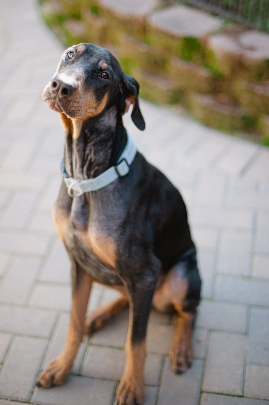 Atlanta Doberman Rescue | Rosie - Atlanta Georgia Wedding ...