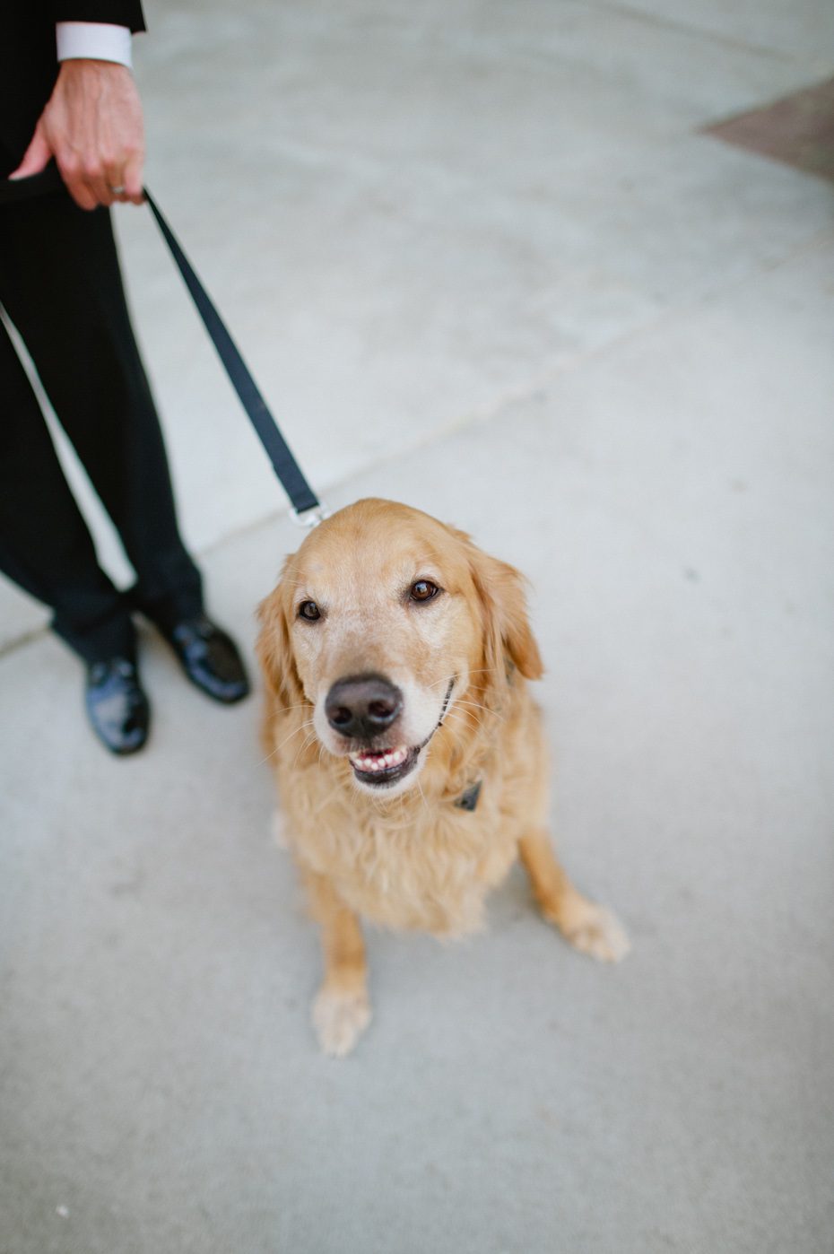 Golden Retriever Golden Retriever at Wedding