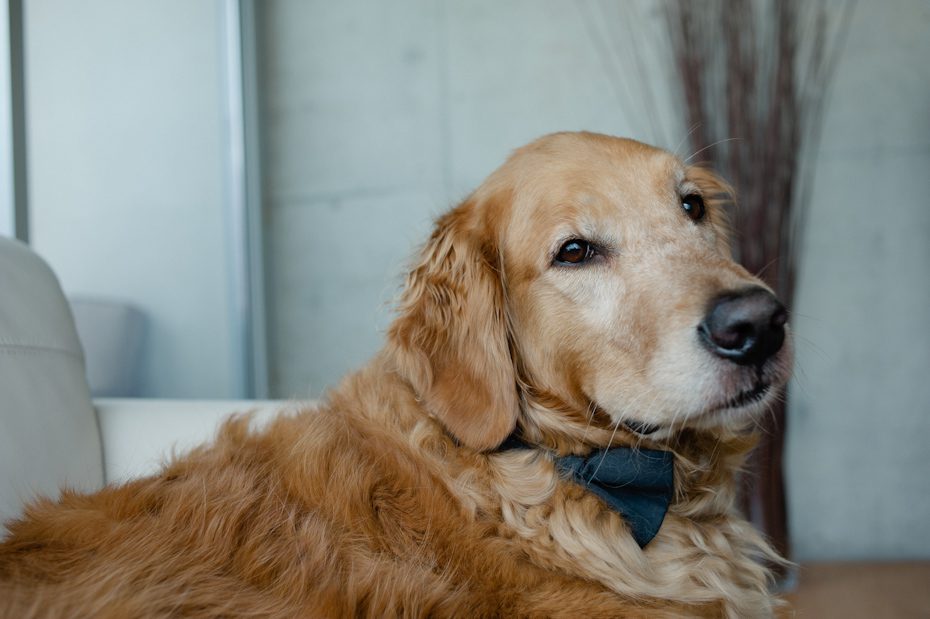 Dog in wedding with bow tie