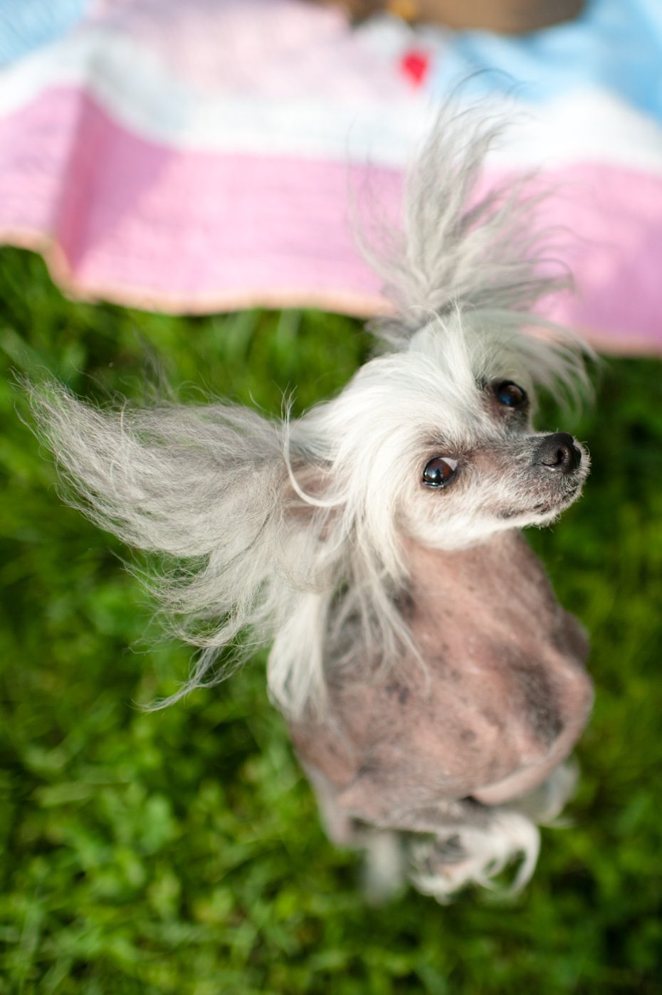 Chinese Crested Dog