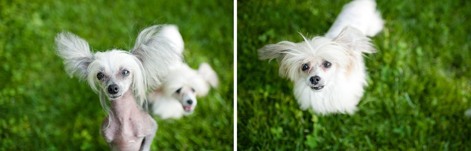 Chinese Crested Dog