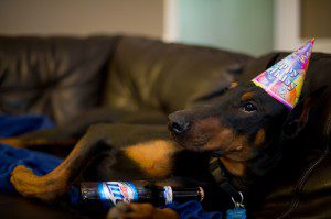 Doberman
