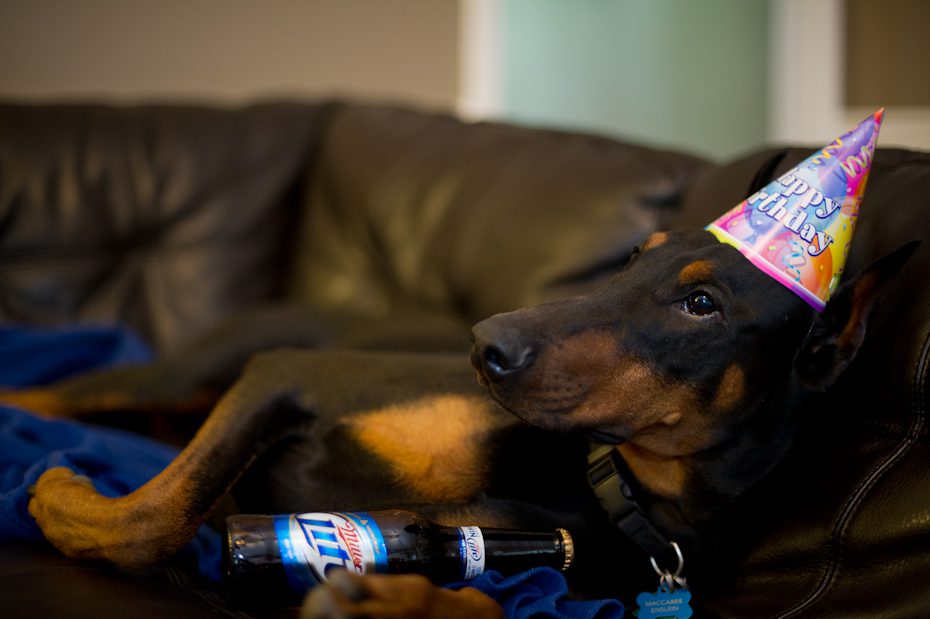 Doberman