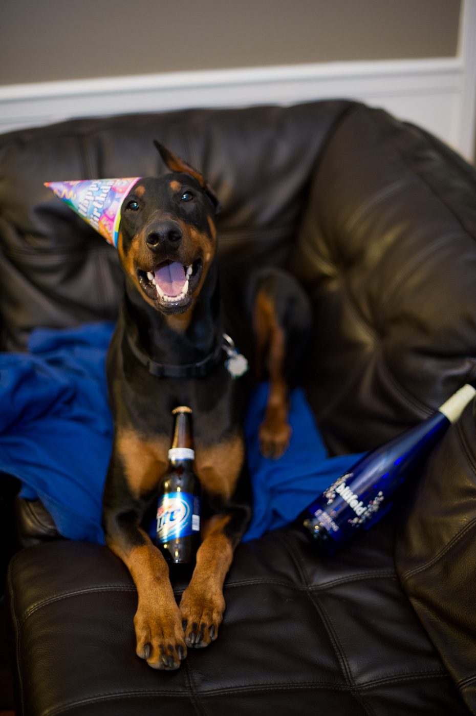 Our dog loves wine