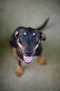Doberman with natural ears and tail
