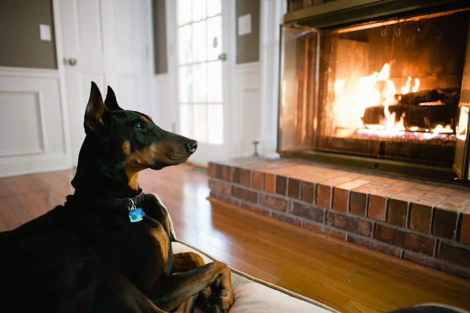Handsome Doberman