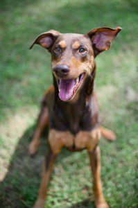 Red Doberman with Natural Ears