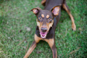 Atlanta Doberman Photographer