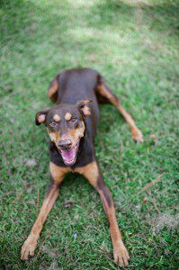 Atlanta Doberman Rescue Photographer