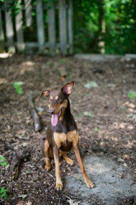 Atlanta Dog Photographer