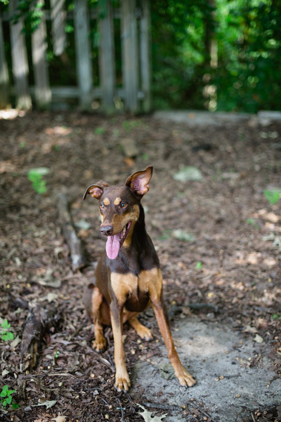 Atlanta Dog Photographer