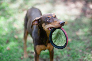 Doberman With Natural Ears