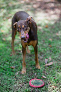 Doberman playing with toy