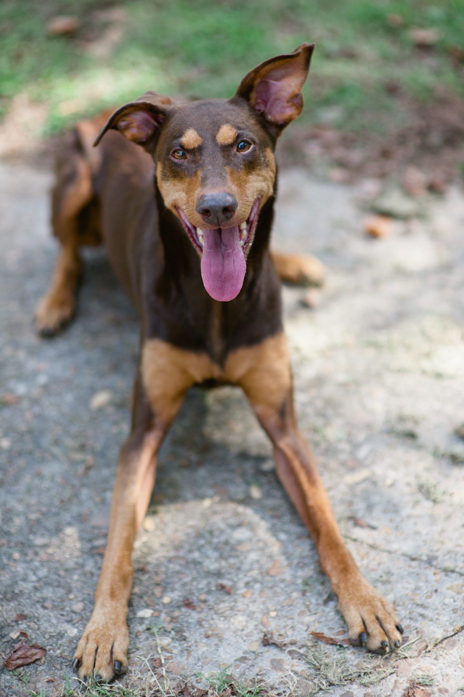 Dog Photographer Atlanta Doberman