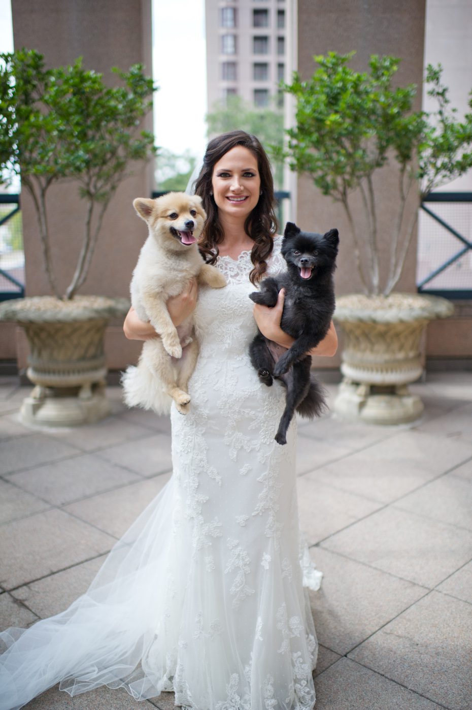 Dog at Wedding