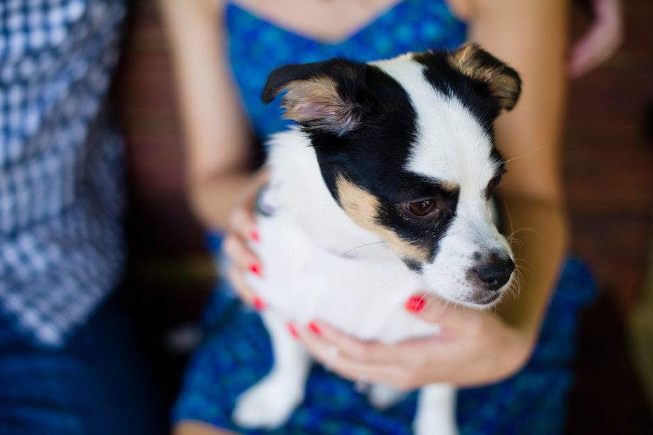Dog at engagement session