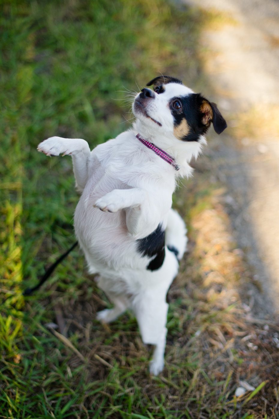 Cute Dog Picture