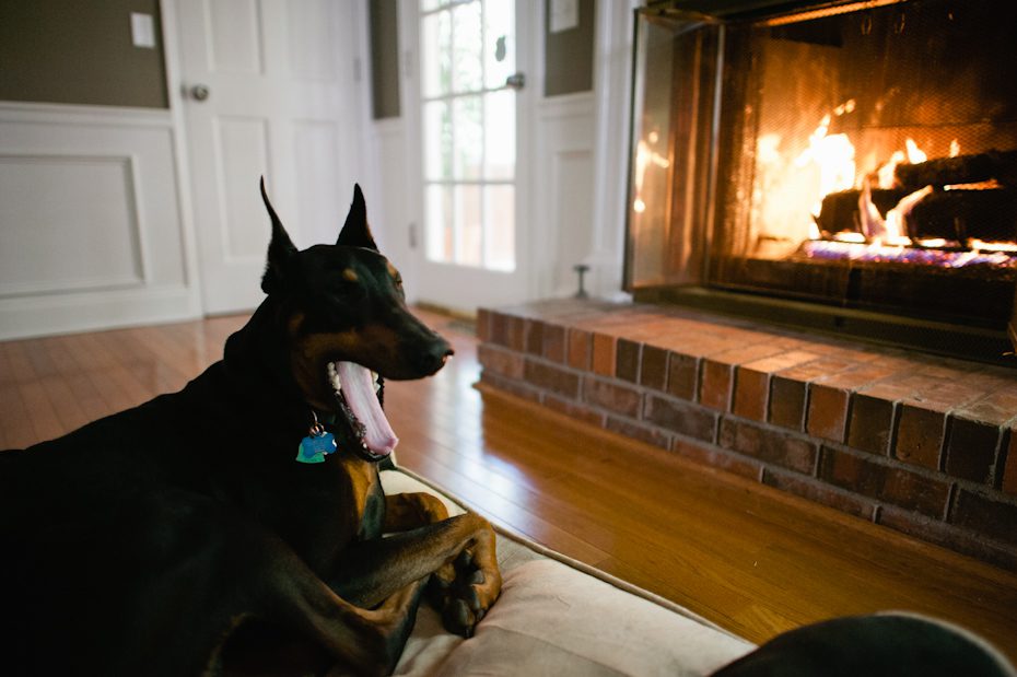 Funny dog picture
