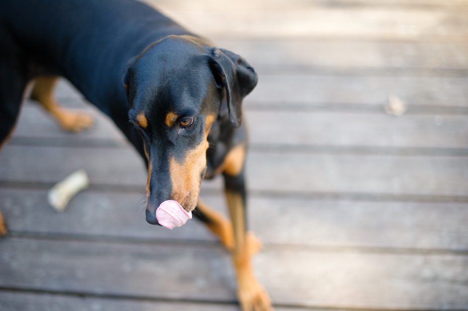 Atlanta Doberman Rescue