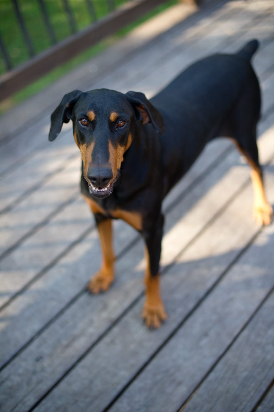 atlanta dog rescue groups
