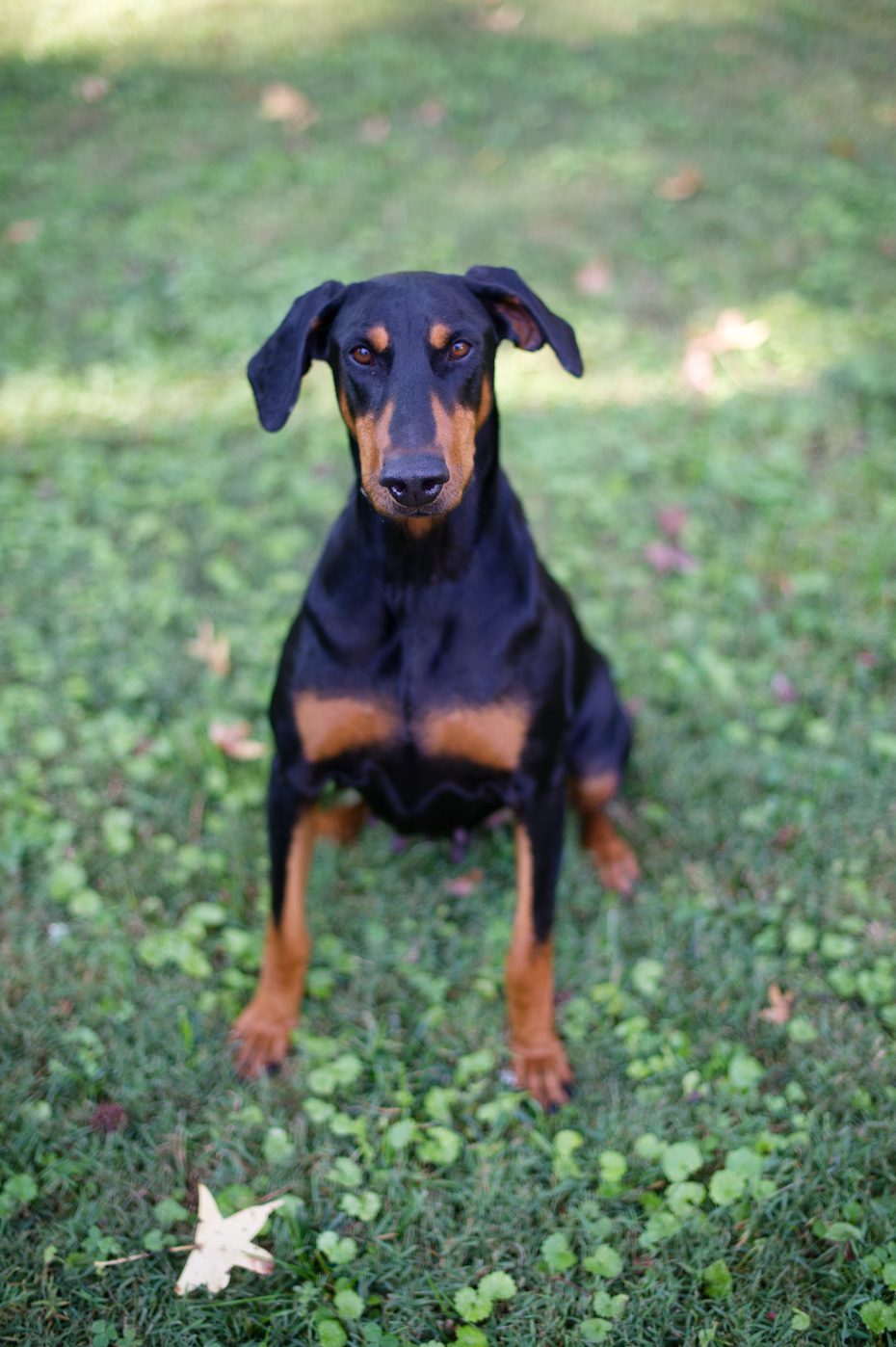 Atlanta Doberman Rescue Iris