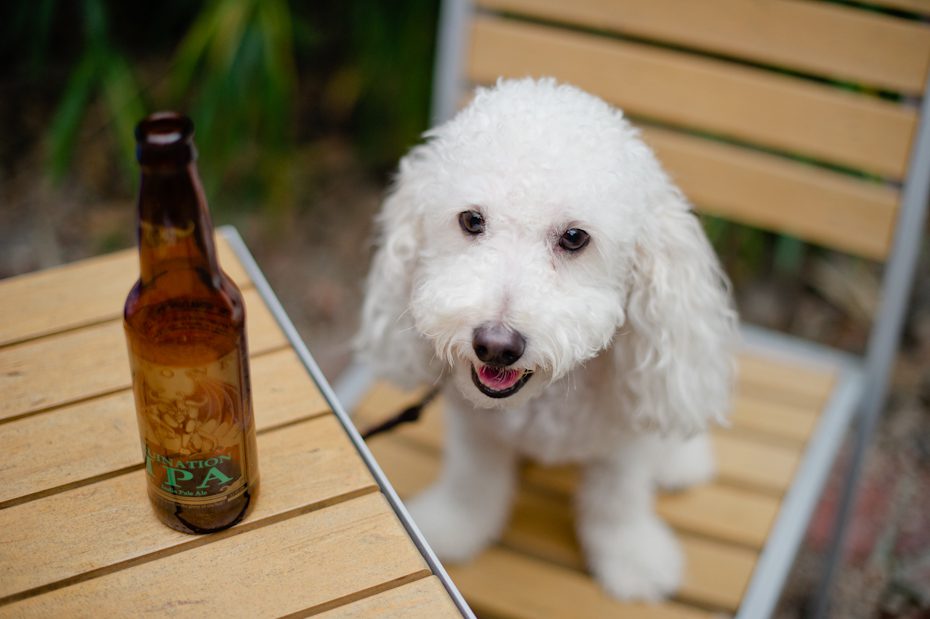 Bichon Poodle Mix