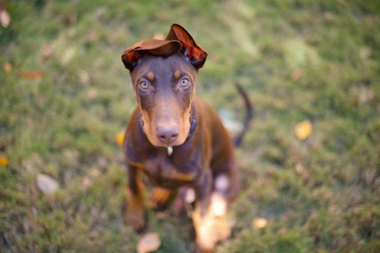 Red Doberman with a tail and natural ears