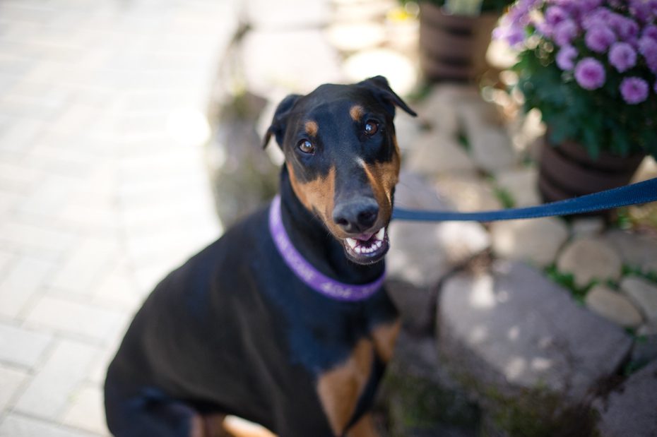 Atlanta Doberman Rescue
