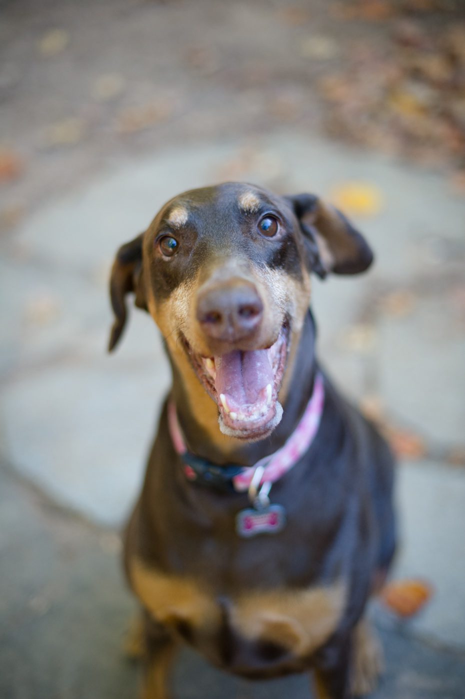 Atlanta Georgia Rescue Dog Groups