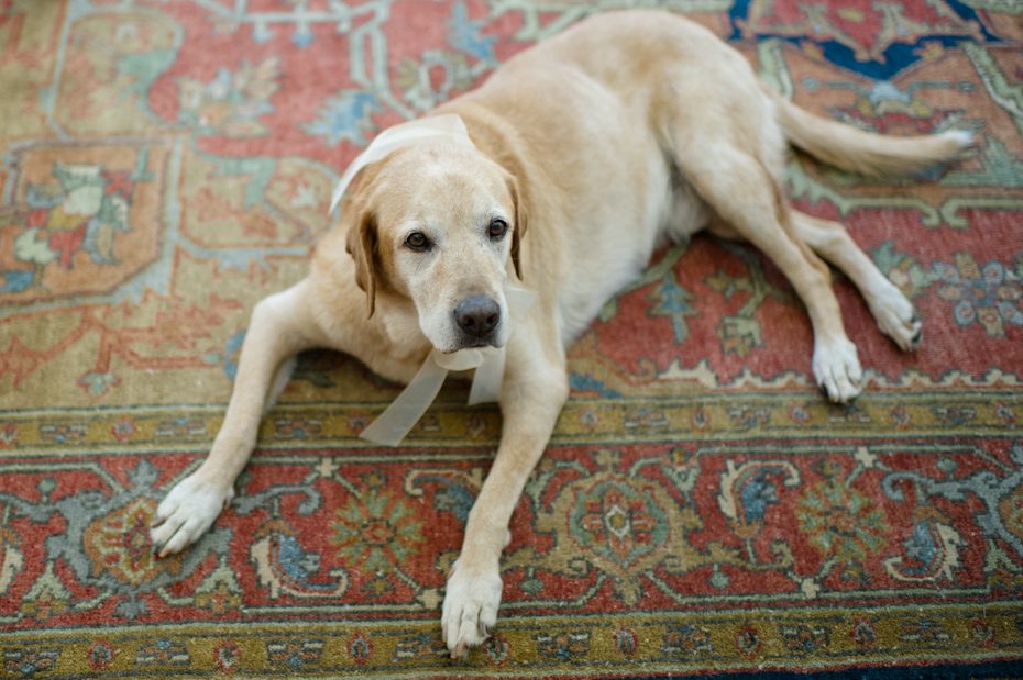 Dog at wedding