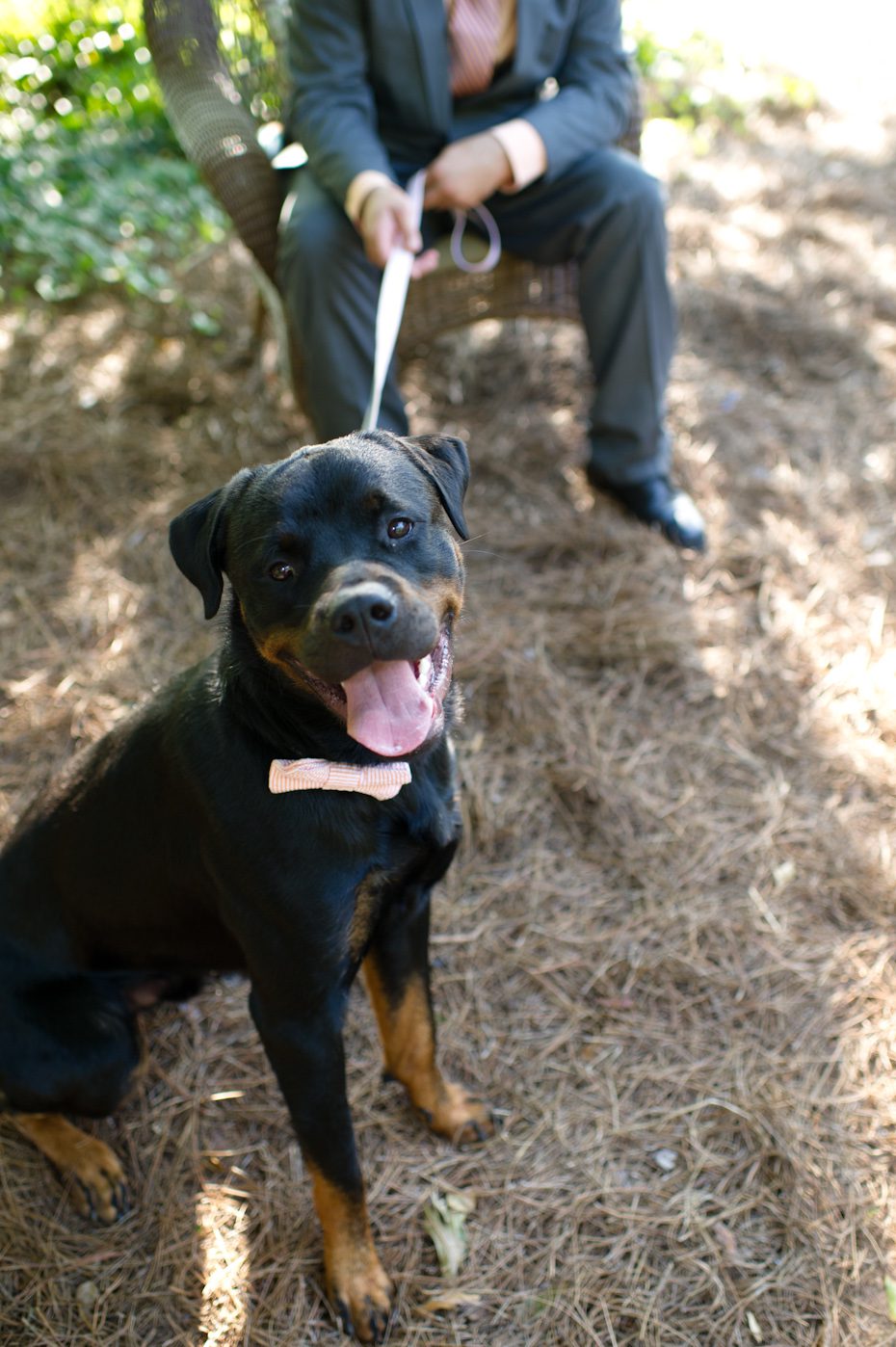 Dog in bowtie in wedding picture