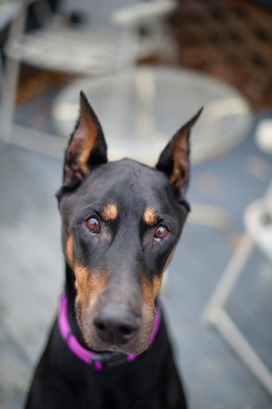 Socrates Atlanta Pet Rescue