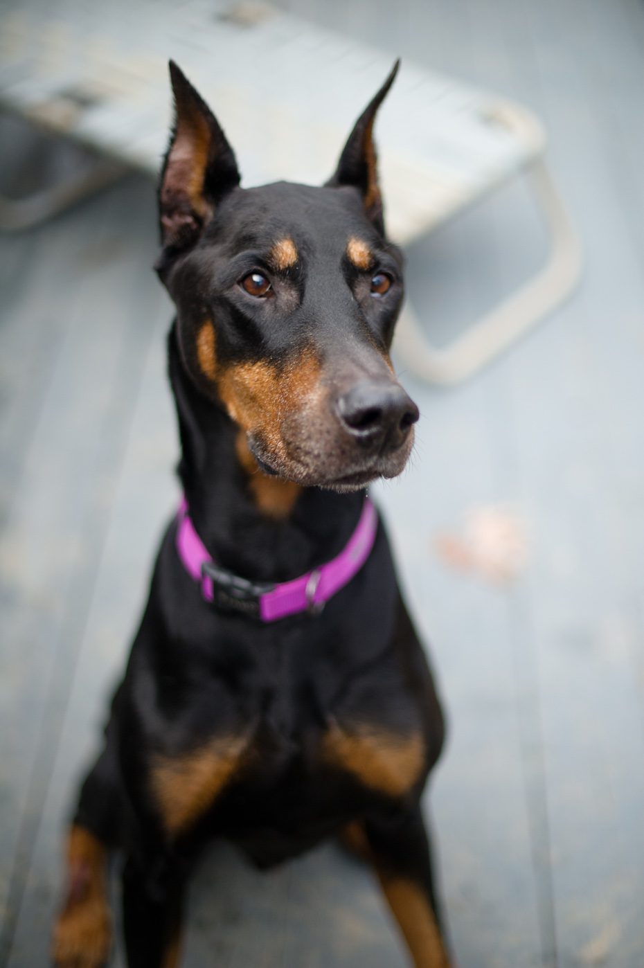 Atlanta Doberman Rescue