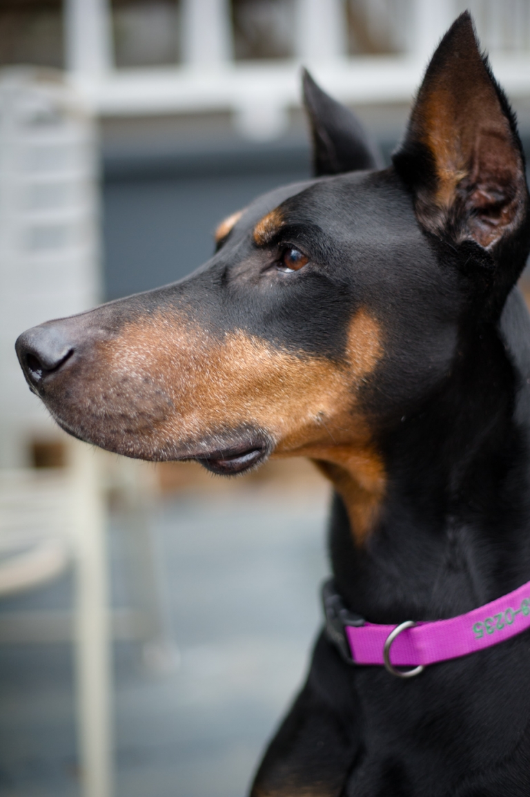 Black and Tan Doberman with cropped ears